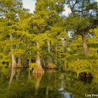 Bald cypress