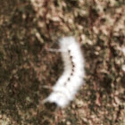 Hickory Tussock Moth Larva