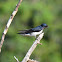 Barn Swallow