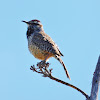 Cactus Wren