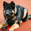 Fantastic Police Dog icon