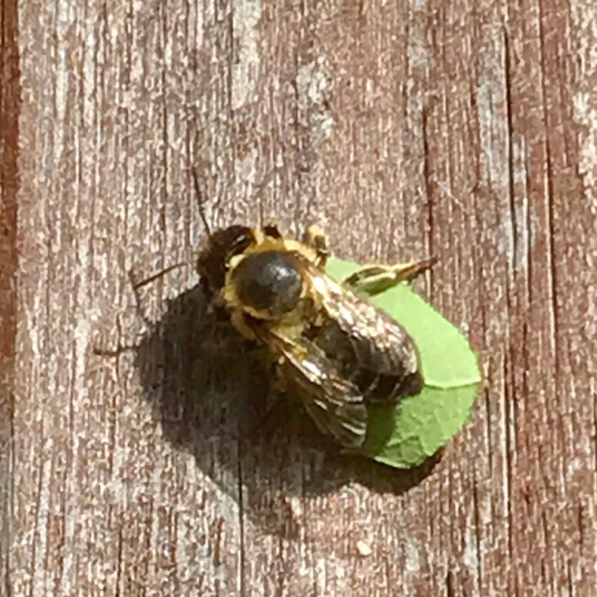 Leaf cutter bee