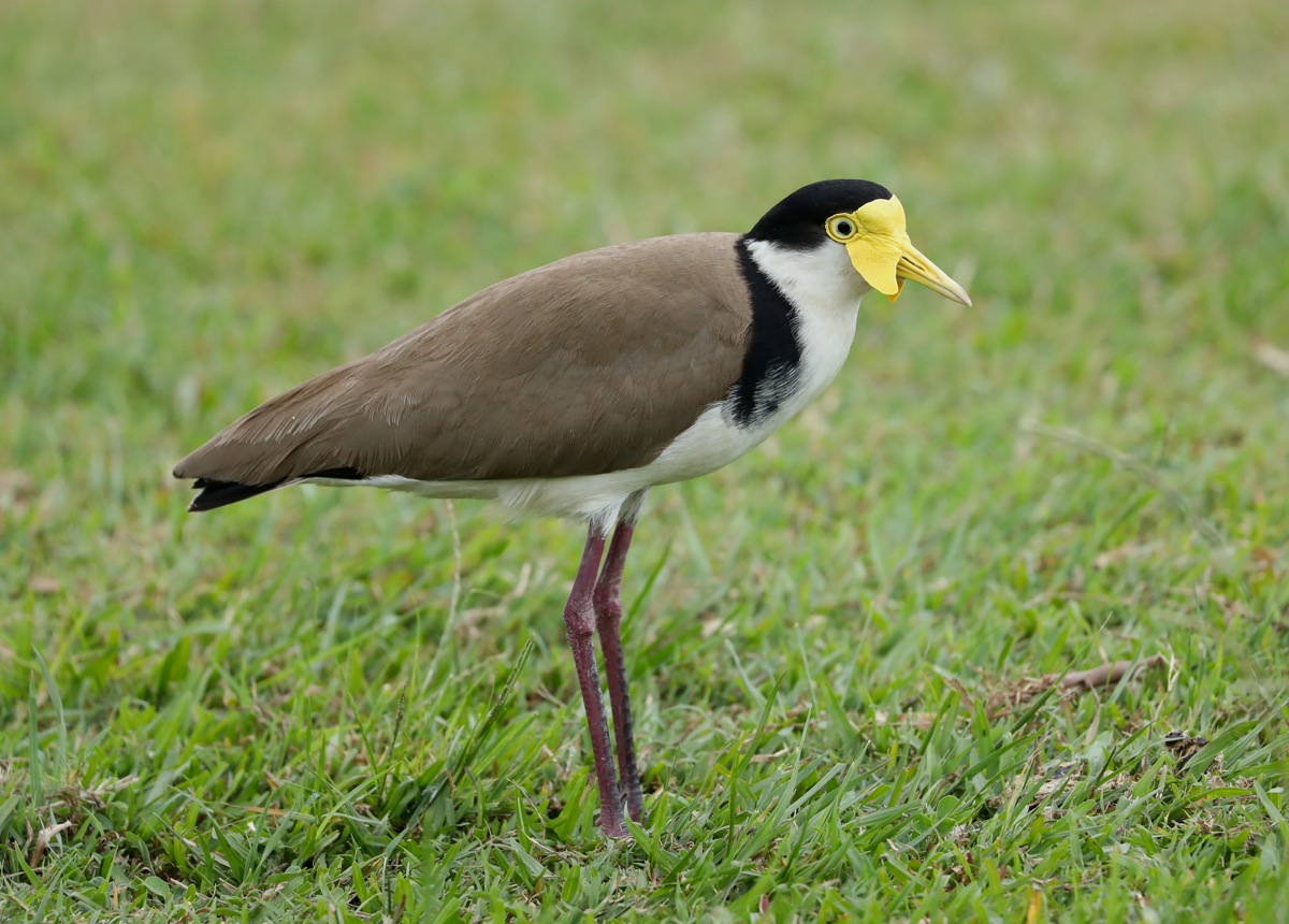 Masked Lapwing