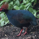 Crested Wood Partridge