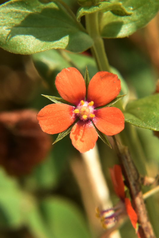 Scarlet Pimpernel