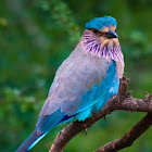 Indian roller