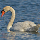 Mute Swan