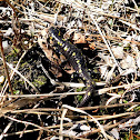 Spotted Salamander