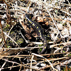 Spotted Salamander