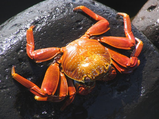 Granchio delle Galapagos di guidoucci