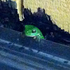 Green tree frog