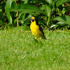 golden palm weaver