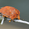 Orange Shield-backed bug