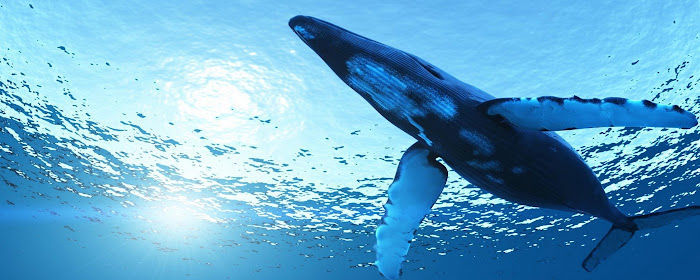 Whale Wallpaper HD Custom New Tab marquee promo image