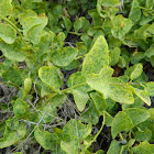 Caper bush (Κάππαρις η ακανθώδης)