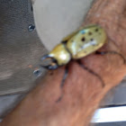 Eastern Hercules Beetle