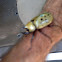 Eastern Hercules Beetle