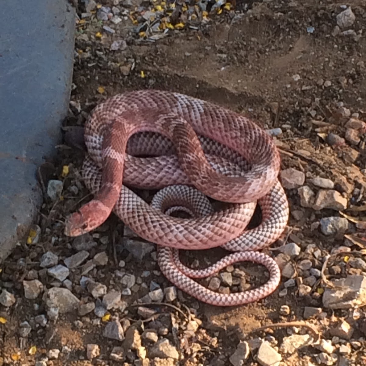 Coachwhip