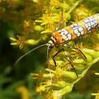 Ailanthus webworm moth