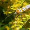 Ailanthus webworm moth