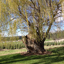 Willow tree