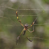 Nephila