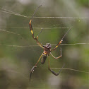 Nephila