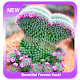 Download Beautiful Forever Cacti For PC Windows and Mac 1.0