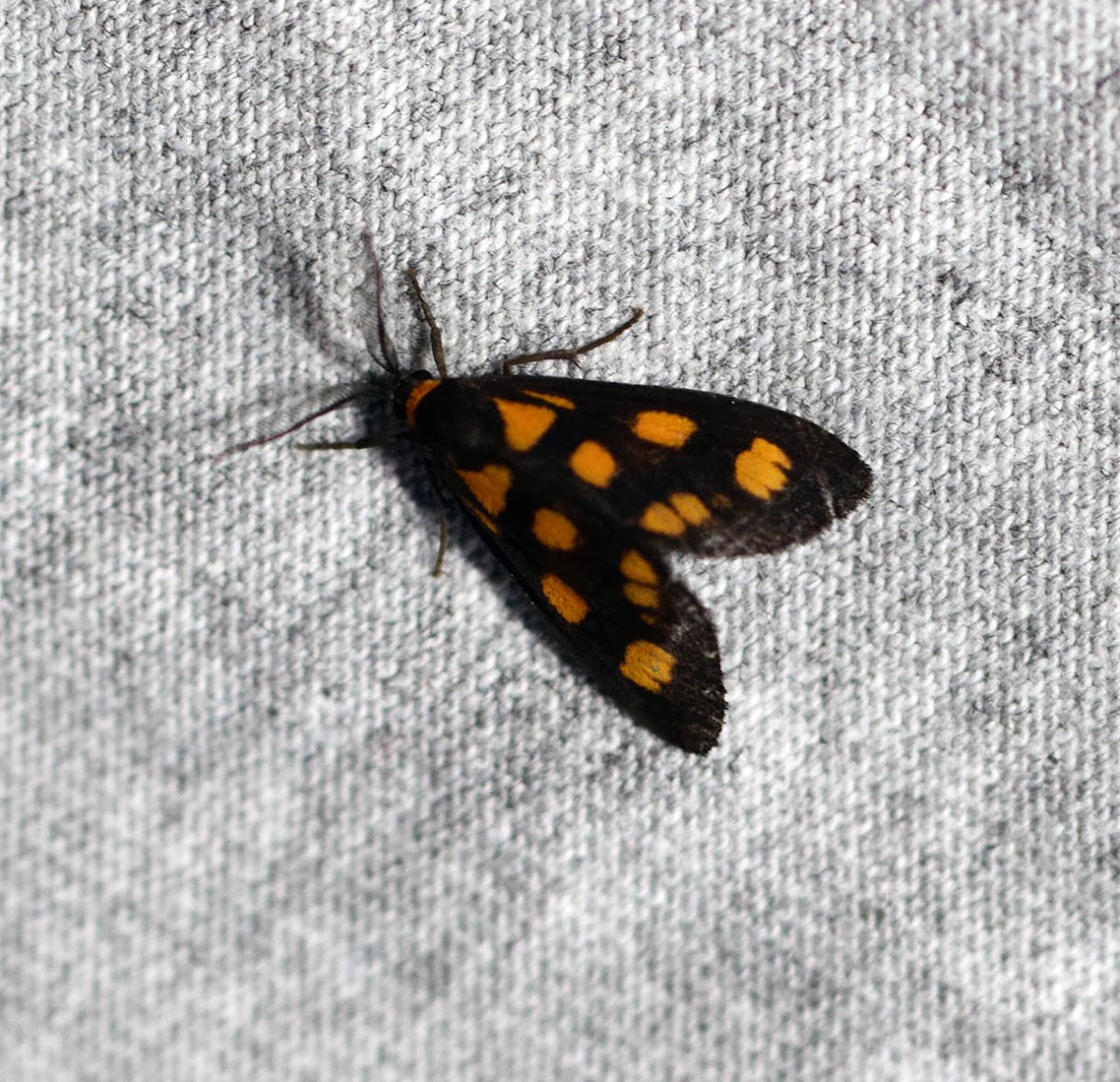 Arctid Moth (Male)