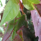 Bush Katydid