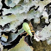 Pale Green Weevil