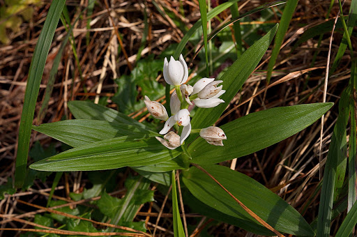 Cephalanthera longifolia