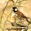 Chestnut-backed sparrow lark