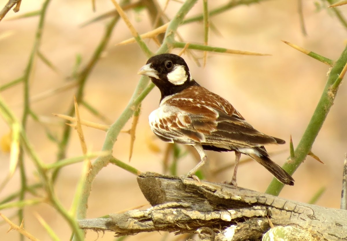 Chestnut-backed sparrow lark