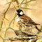 Chestnut-backed sparrow lark