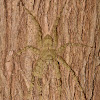 Lichen Huntsman Spider