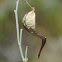 Desert Milkweed