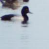 Greater scaup