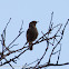 Black-Redstart; Colirrojo Tizón