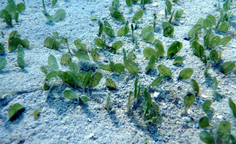 Spoon Sea Grass