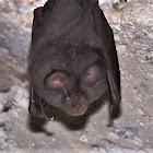 Horseshoe Bat