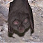 Horseshoe Bat