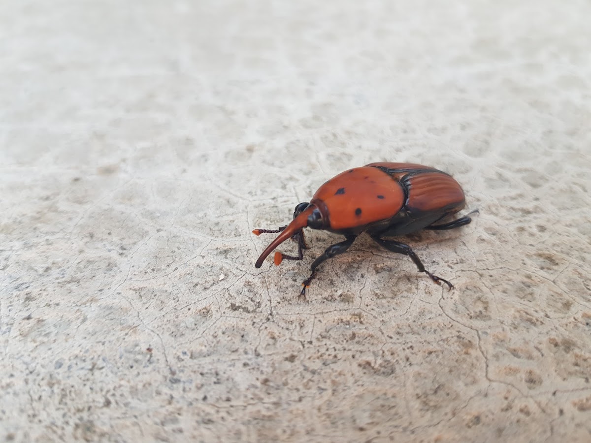 Red palm weevil