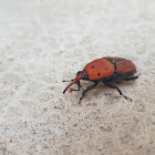 Red palm weevil