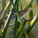 Least Bittern