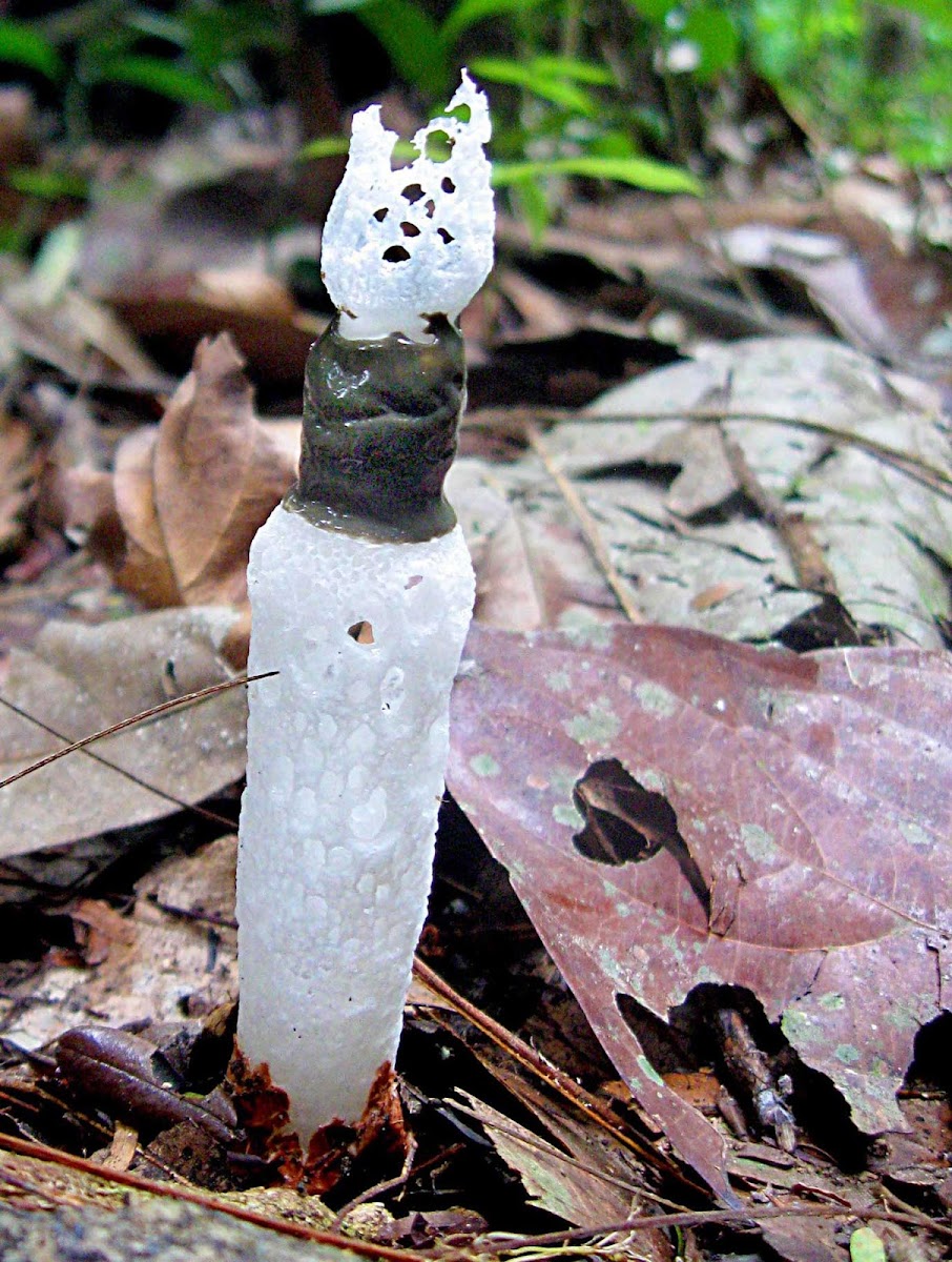 Strangled Stinkhorn,Swiss Cheese Stinkhorn