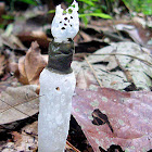 Strangled Stinkhorn,Swiss Cheese Stinkhorn