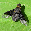 Bee fly