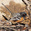 Spotted Towhee