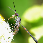 Ichneumon Wasp